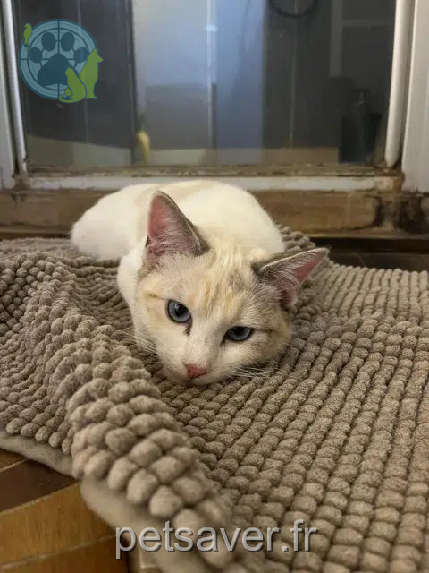 chatte reunited   38500 Voiron Nala