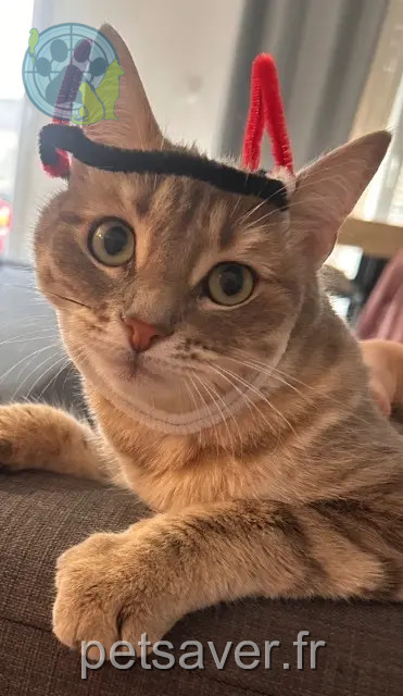 chatte reunited   38410 Vaulnaveys-le-Bas Nala