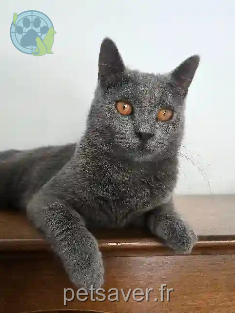 Chatte Trouvée 38 Isère - Natsu Chatte Trouvée 38 Isère - Natsu