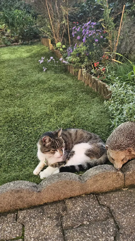 Chatte Perdue 38 Isère - Nouschka Chatte Perdue 38 Isère - Nouschka