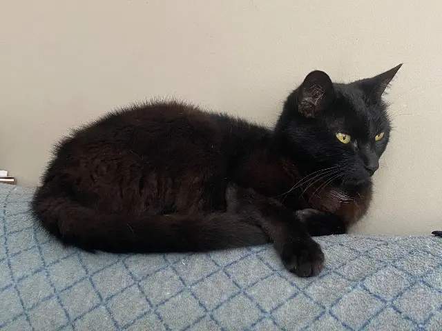 chatte reunited   38110 La Tour-du-Pin Onyx