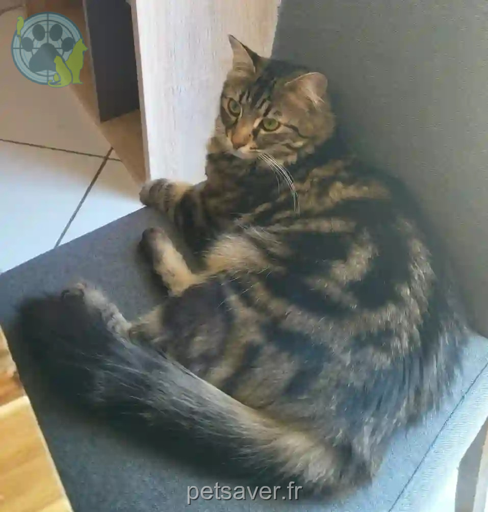 Chatte Perdue 38 Isère - Patoune