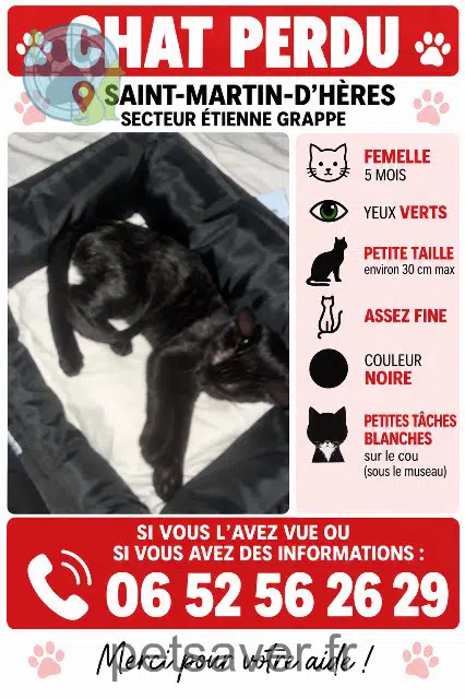 chatte reunited 38400 Saint-Martin-d'Hères Pepette