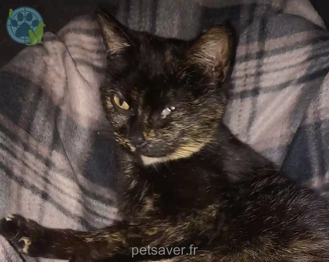 Chatte Perdue 38 Isère - Perle Chatte Perdue 38 Isère - Perle