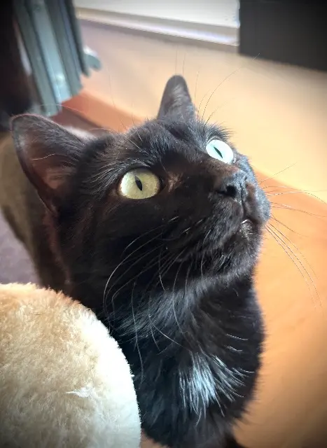 chatte reunited   38920 Crolles PILOU