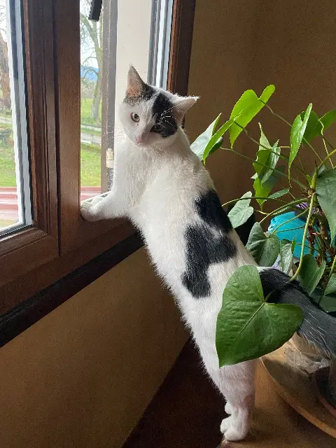 chatte reunited   38480 Romagnieu Pirouette