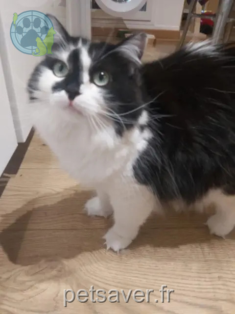 gata reunited 38420 Le Versoud Plume