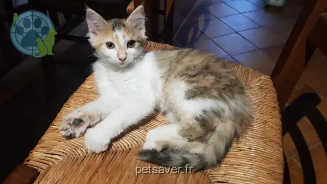 chatte reunited 38160 Chatte Polka