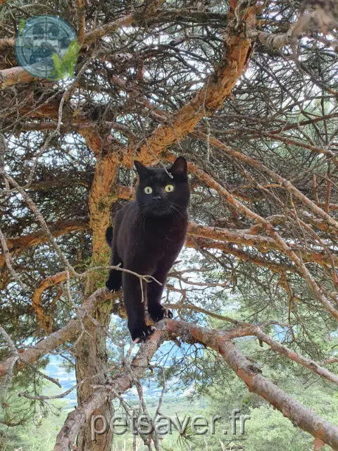 cat reunited   38270 Beaufort Pouki
