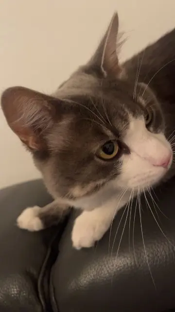 chatte reunited   38280 Villette-d'Anthon Poupette