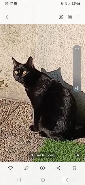 chatte reunited   38400 Saint-Martin-d'Hères Poupette