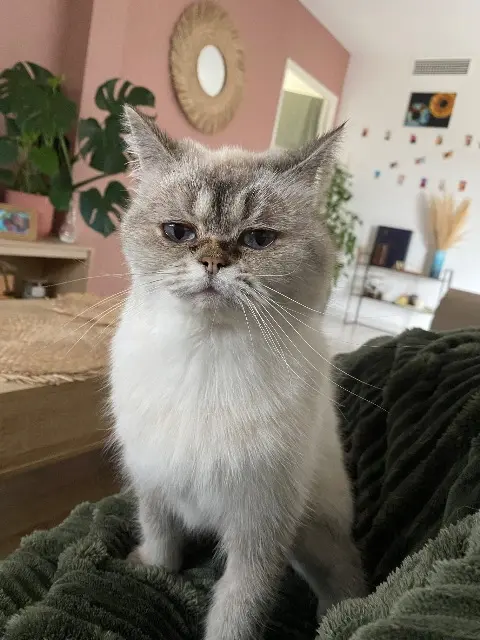 chatte reunited   38121 Reventin-Vaugris Rapsody