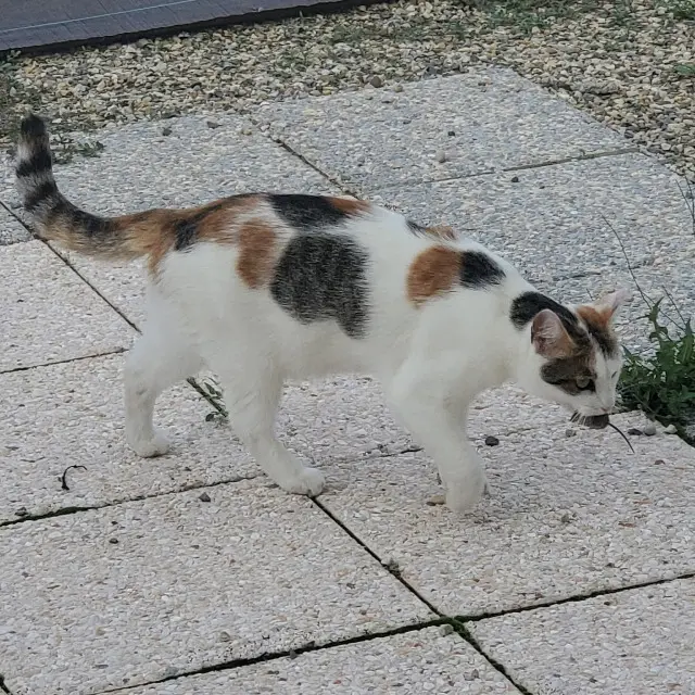 chatte reunited   38150 Saint-Romain-de-Surieu Risette