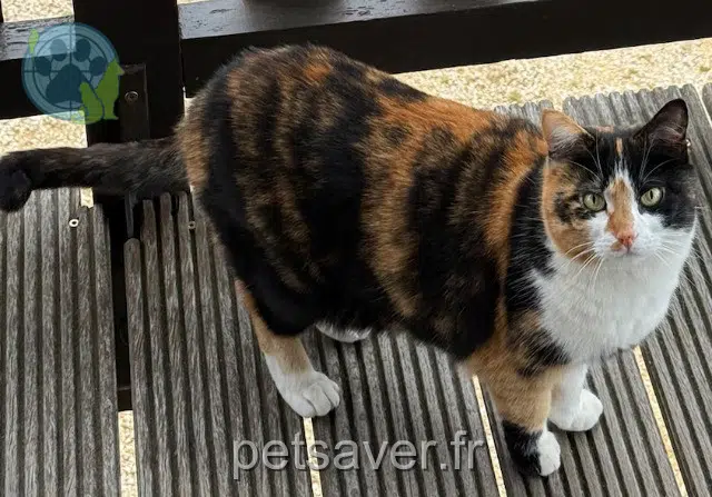 chatte reunited 38790 Charantonnay Syrah