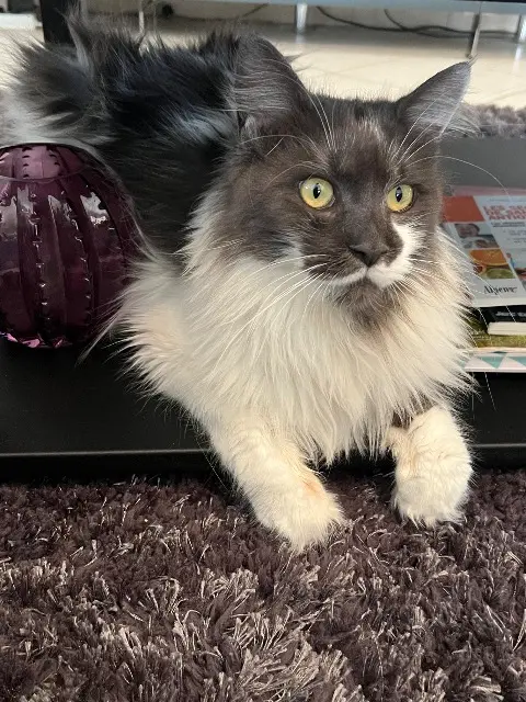 chatte reunited   38300 Saint-Savin Uosie