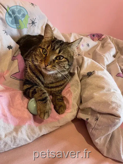 chatte reunited 38690 Châbons Upsa