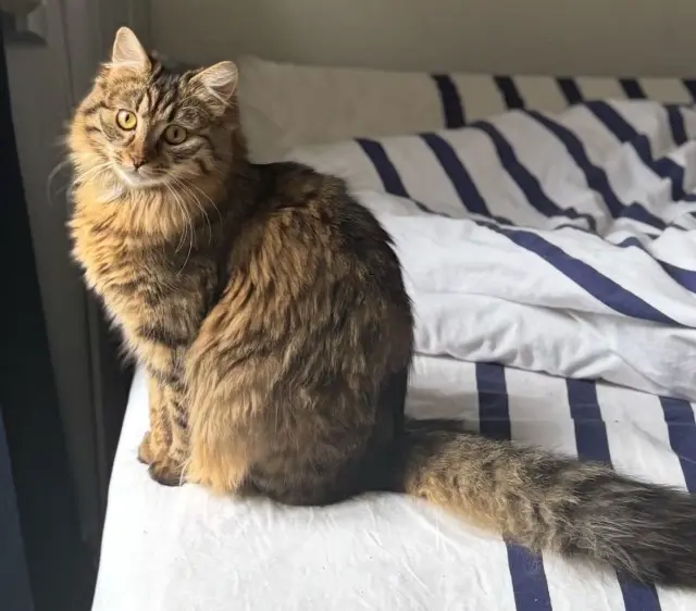 chatte reunited   38420 Murianette Vanille