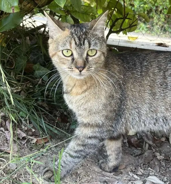 chatte reunited    Villages du Lac de Paladru Minette