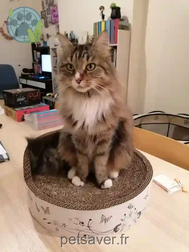 Chatte Trouvée 38 Isère - Weena Chatte Trouvée 38 Isère - Weena