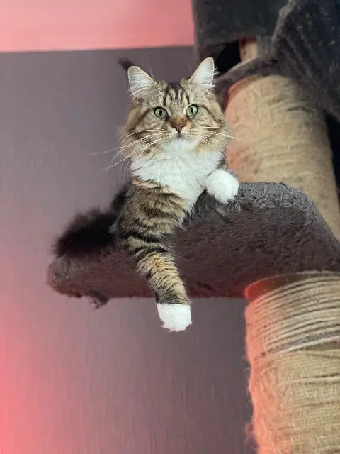 chatte reunited   38110 La Tour-du-Pin Willow