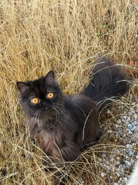 chatte reunited   38330 Montbonnot-Saint-Martin Zaza