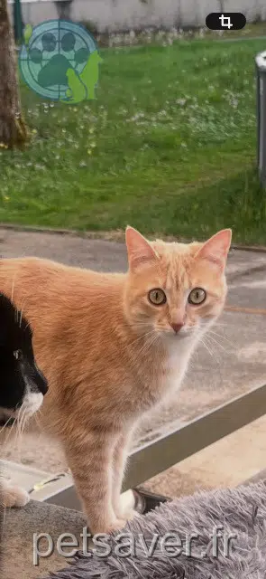 chatte reunited 39360 Chassal-Molinges Moumoune