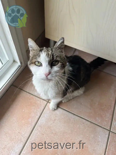 chatte reunited 39570 Chilly-le-Vignoble Dora
