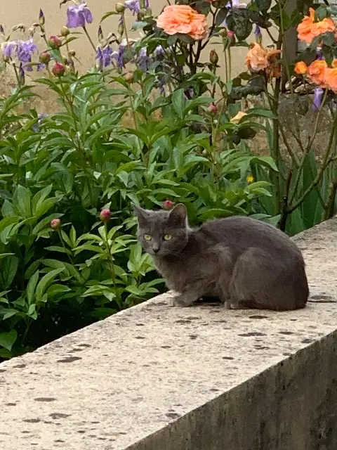 chatte reunited   39200 Saint-Claude Heidi