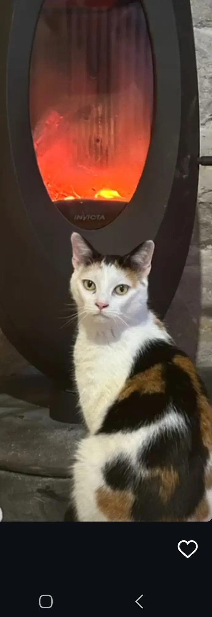 Chatte Perdue 39 Jura - Ohana Chatte Perdue 39 Jura - Ohana