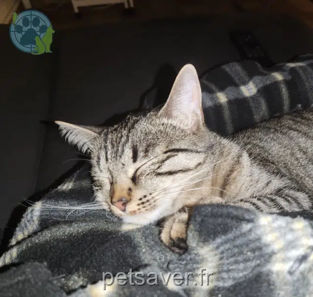 chatte reunited   39120 Le Deschaux Plume