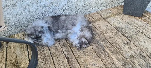 chatte reunited    Poligny Uguette