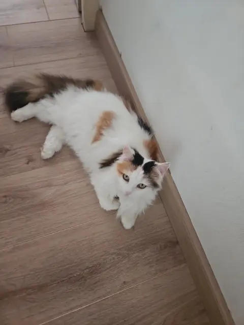 chatte reunited   39100 Foucherans Praline dixit hyppolyte