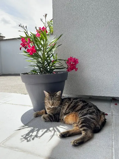 chatte reunited   39100 Brevans Simone