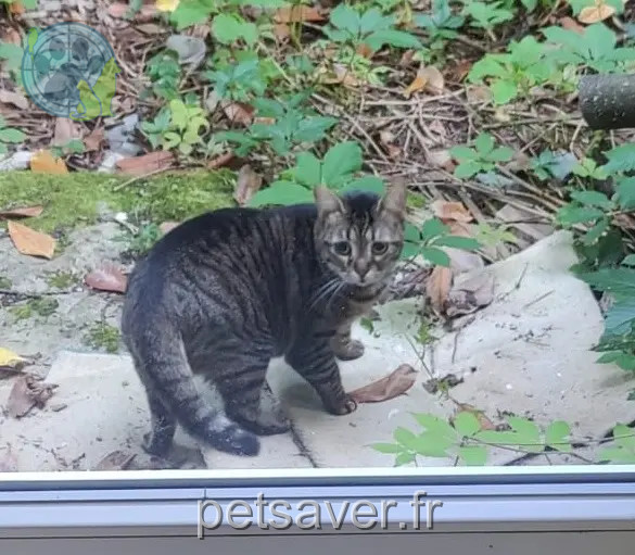 chatte reunited   39700 Orchamps Stella