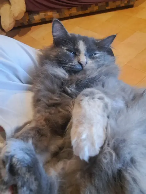 chatte reunited   40140 Soustons Chipie