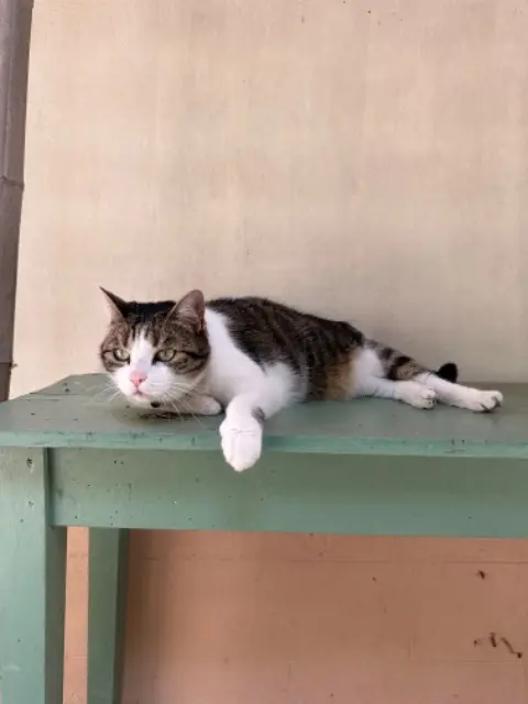 chatte reunited   40140 Azur Gaïa