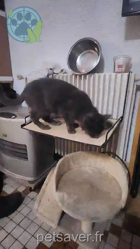 Chatte Trouvée 40 Landes - Grisette Chatte Trouvée 40 Landes - Grisette