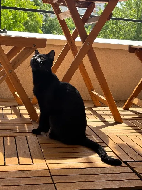 chatte reunited   40510 Seignosse Maï