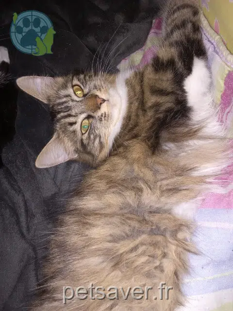 chatte reunited 40380 Montfort-en-Chalosse Mila