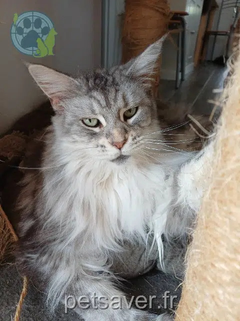 chatte reunited   40230 Josse Mila