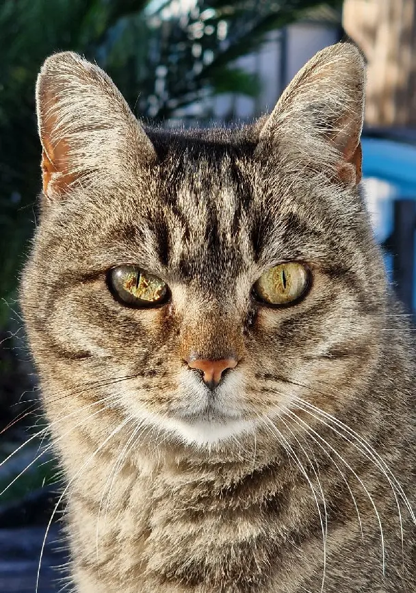 Chatte Perdue 40 Landes - Mimine Chatte Perdue 40 Landes - Mimine