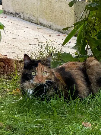 Chatte Perdue 40 Landes - Nahia Chatte Perdue 40 Landes - Nahia