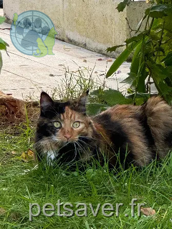 Chatte Perdue 40 Landes - Nahia Chatte Perdue 40 Landes - Nahia