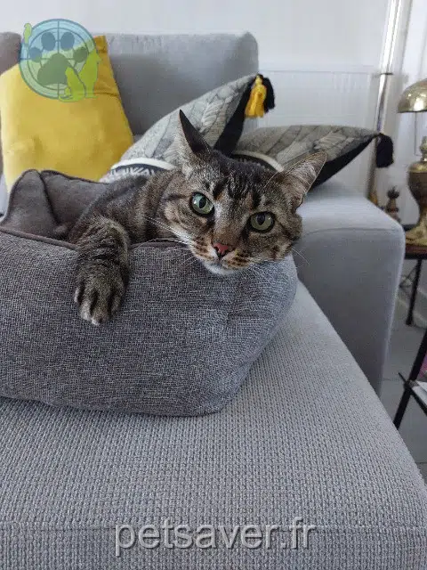 chatte reunited 40180 Oeyreluy Nenette