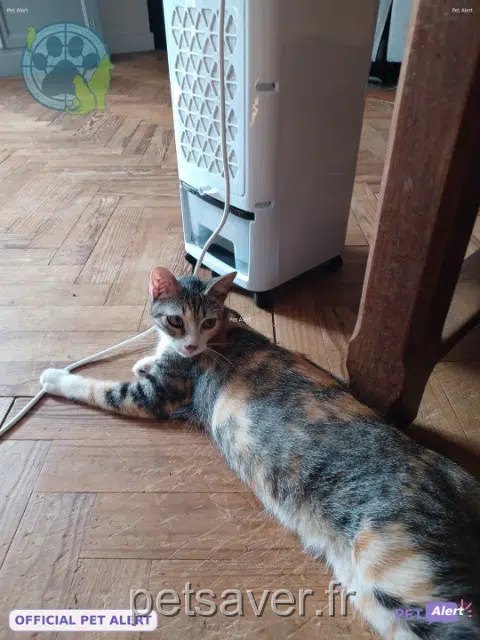chatte reunited 40170 Saint-Julien-en-Born Plume