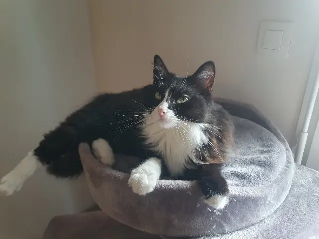 chatte reunited   40990 Saint-Paul-lès-Dax Ruby