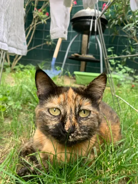 chatte reunited   40410 Saugnac-et-Muret Romy