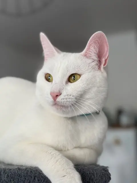 chatte reunited   40210 Labouheyre Themis
