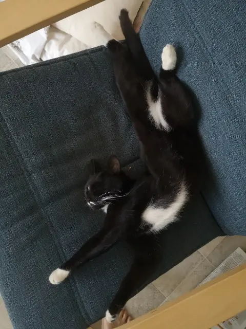 chatte reunited   40510 Seignosse Vega