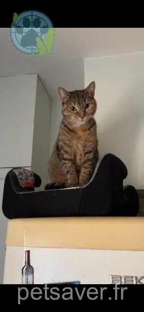 chatte reunited 41800 Montoire-sur-le-Loir Askim